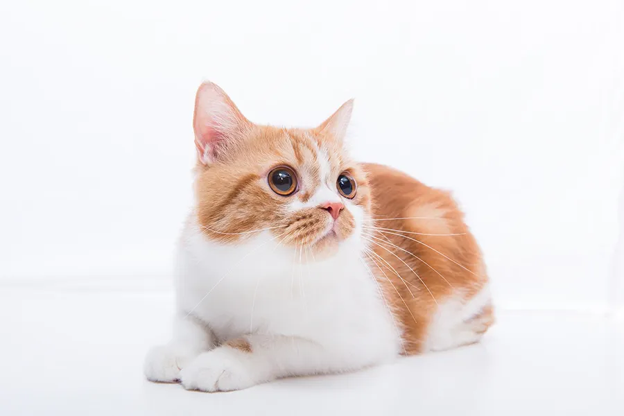 貓咪攝影-英短-棚拍-寵物寫真推薦