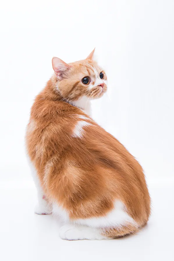 貓咪攝影-英短-棚拍-寵物寫真推薦
