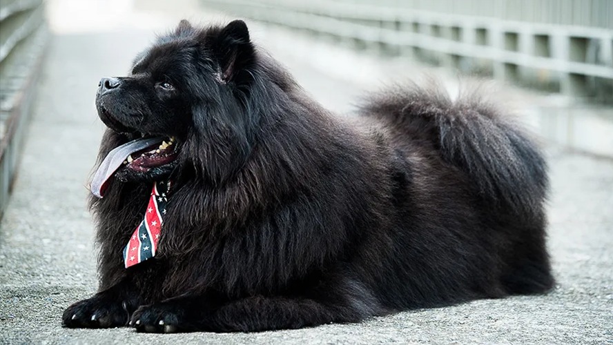 寵物攝影-黑色鬆獅犬 狗狗寫真